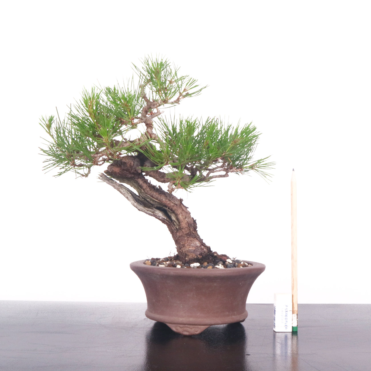 Red Pine Akamatsu Bonsai- Japanese origin