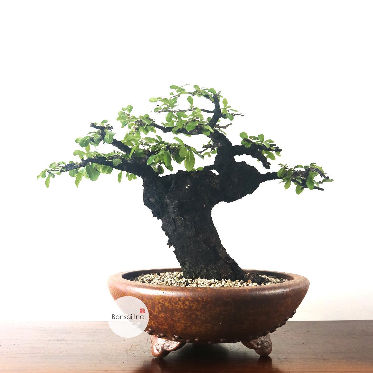 Tropical Bonsai