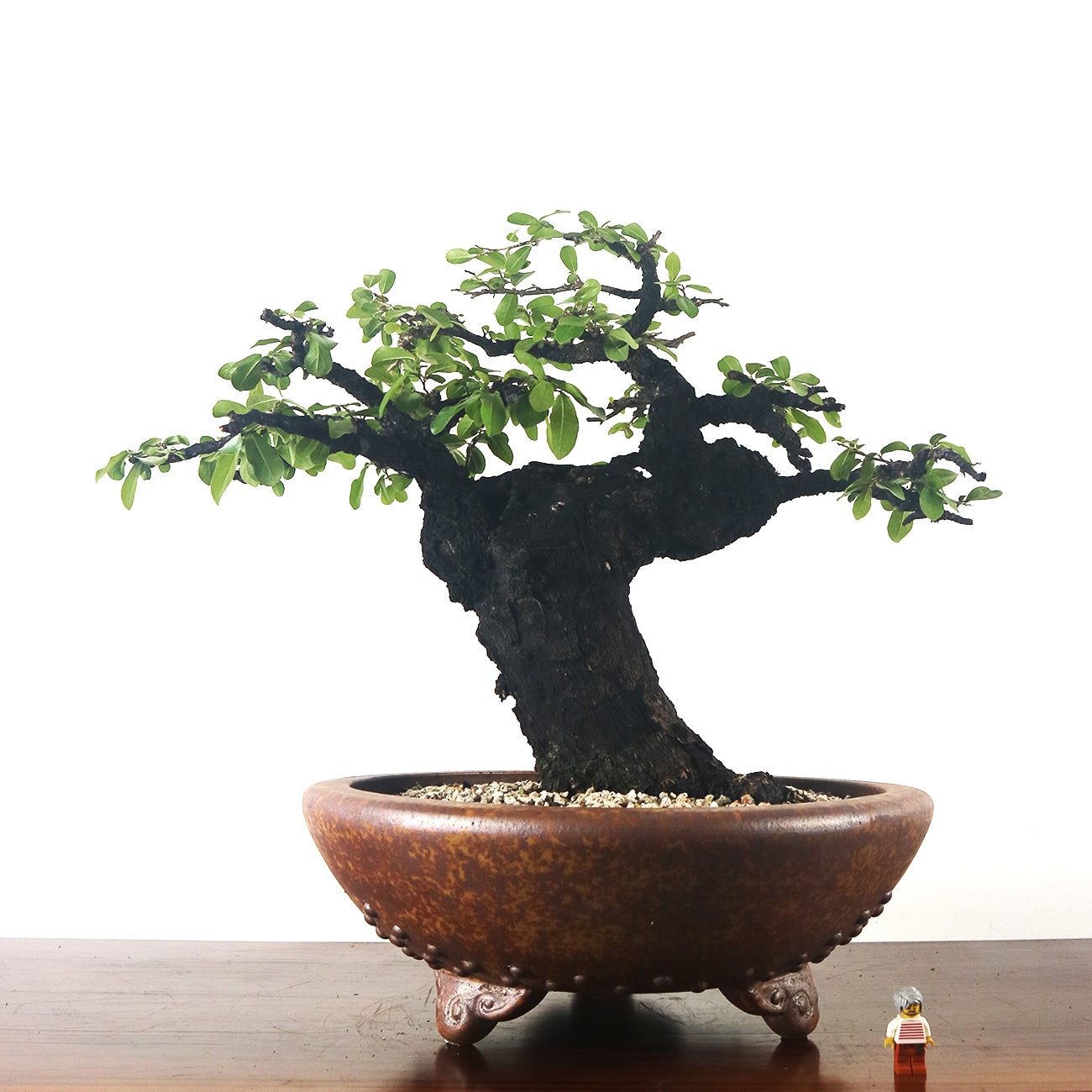 Ebony Blackwood Bonsai 黑金木