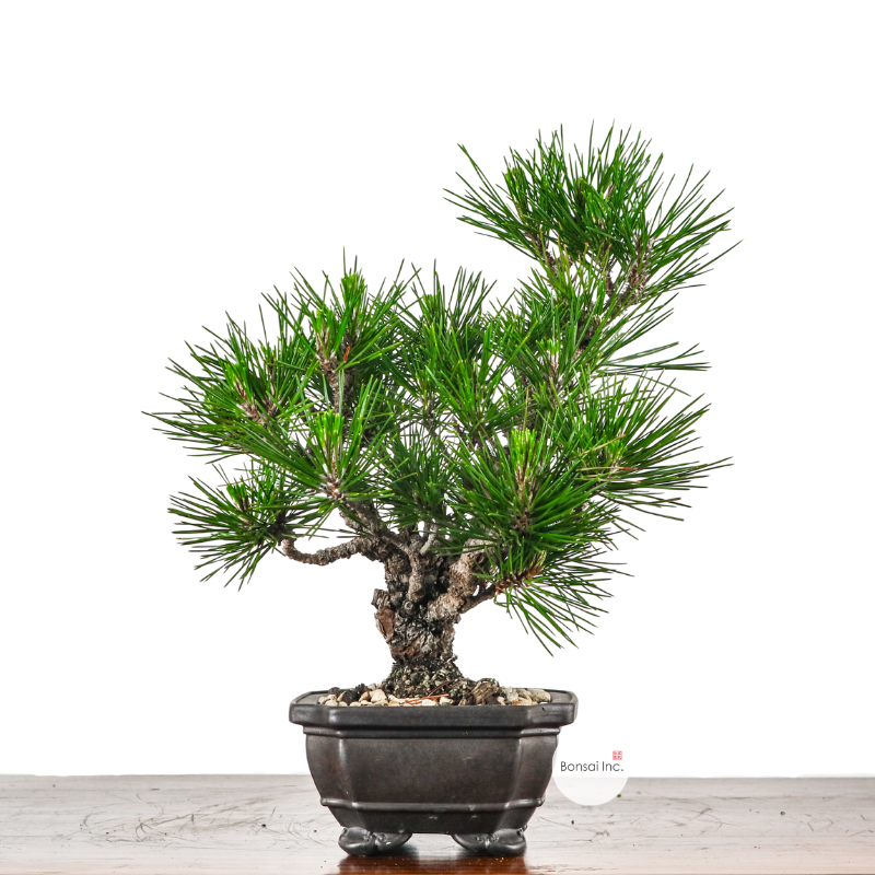 Japanese Black Pine Kuromatsu 日本黑松