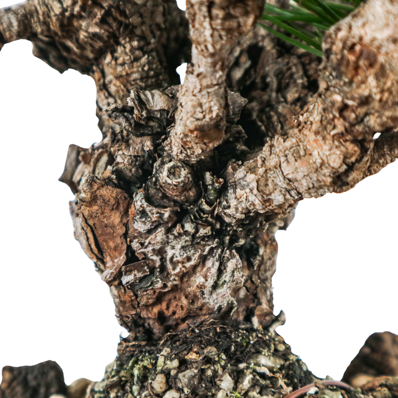 Japanese Black Pine Kuromatsu 日本黑松