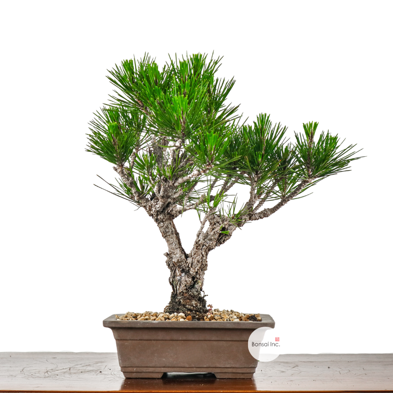 Japanese Pine