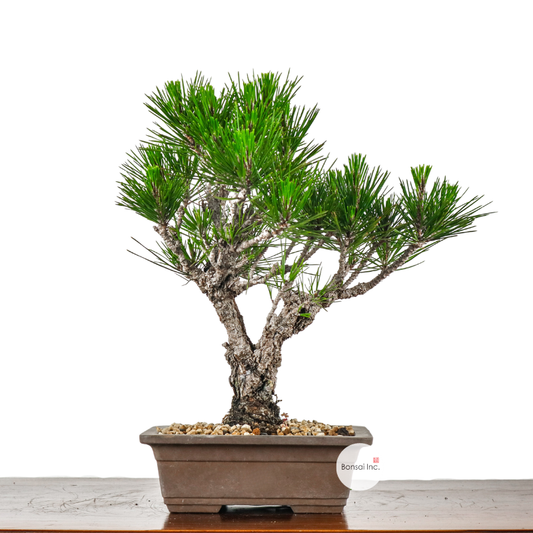 Japanese Black Pine Kuromatsu 日本黑松