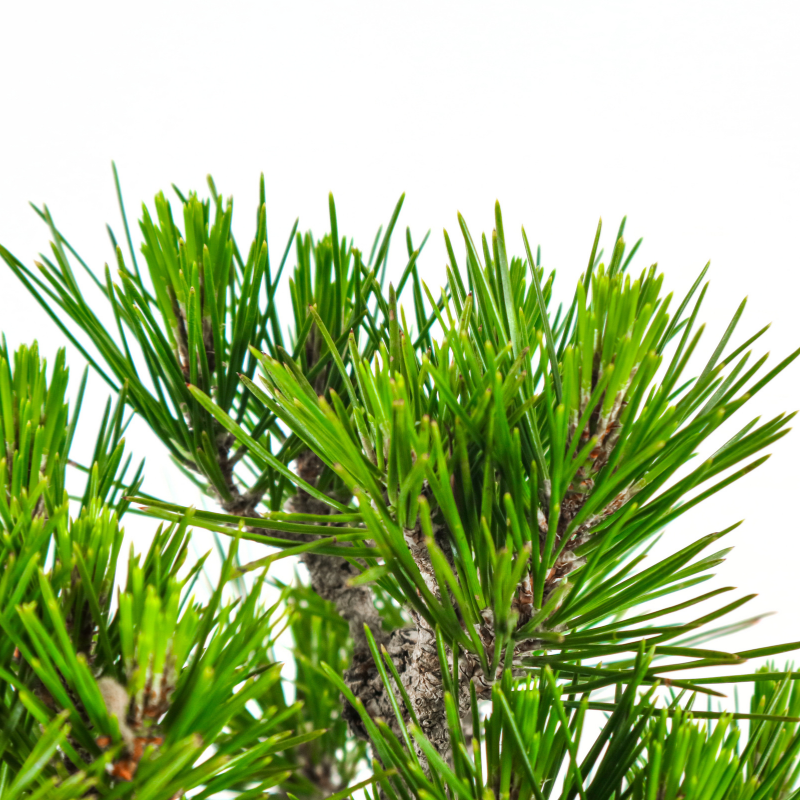 Japanese Black Pine Kuromatsu 日本黑松