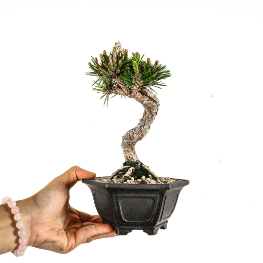 Japanese Black Pine Senjumaru 日本黑松