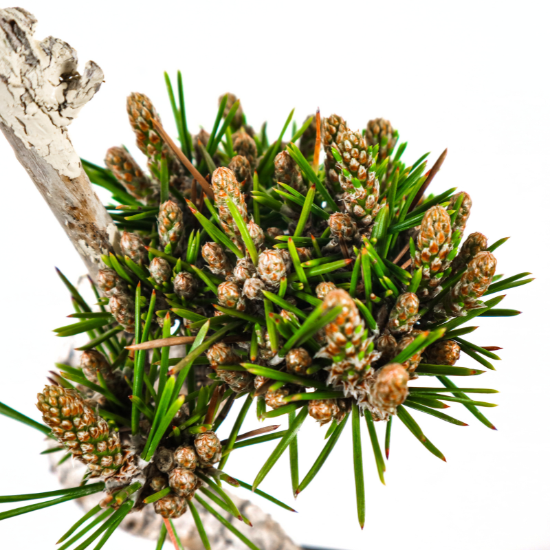 Japanese Black Pine Senjumaru 日本黑松