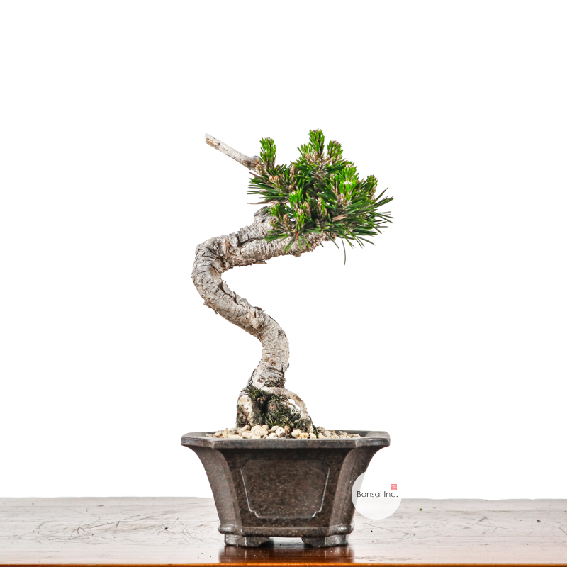 Japanese Pine