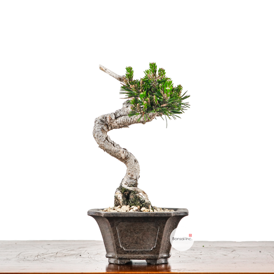 Japanese Bonsai – bonsai-inc