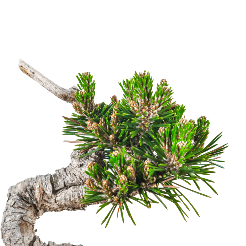 Japanese Black Pine Senjumaru 日本黑松