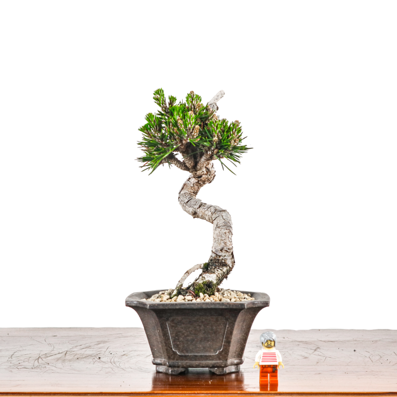 Japanese Black Pine Senjumaru 日本黑松