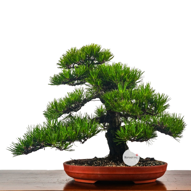 Kifu-sho (Large) or Larger Size Bonsai