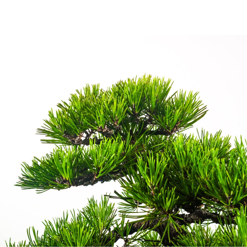 Black Pine