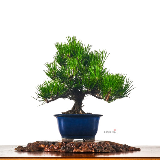 Japanese Black Pine Kuromatsu 日本黑松