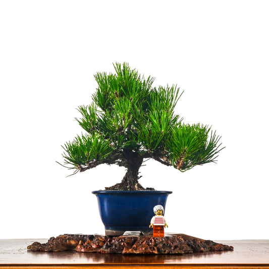 Japanese Black Pine Kuromatsu 日本黑松