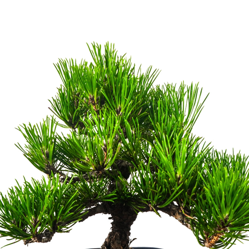 Japanese Black Pine Kuromatsu 日本黑松