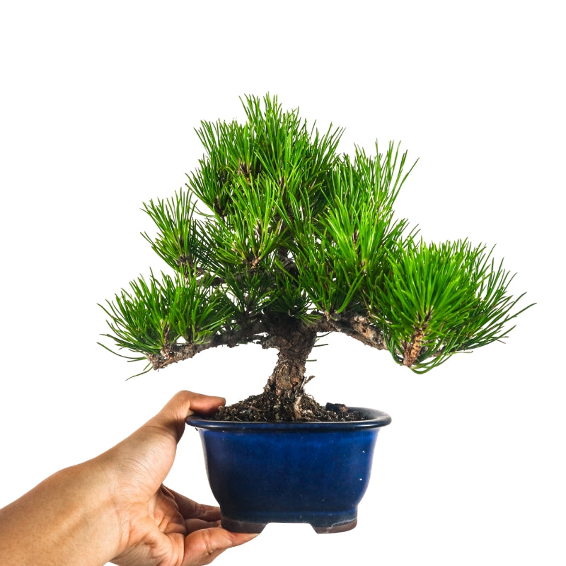 Japanese Black Pine Kuromatsu 日本黑松