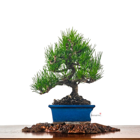 Japanese Black Pine Kuromatsu 日本黑松