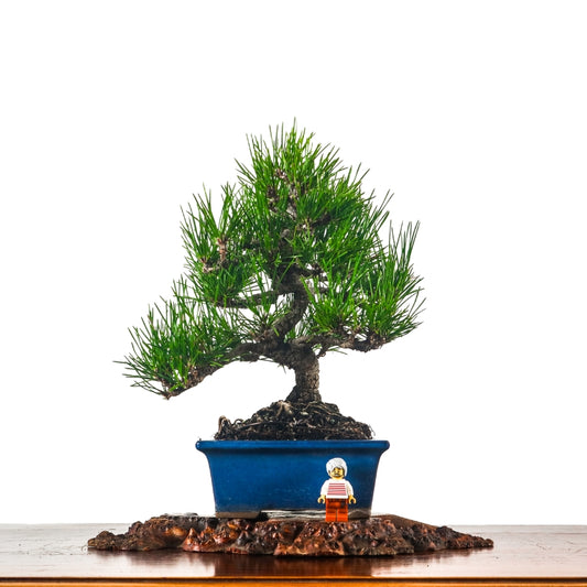 Japanese Black Pine Kuromatsu 日本黑松