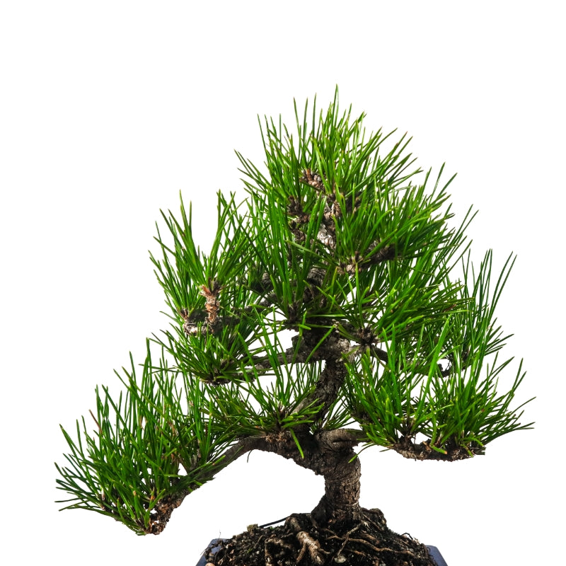 Japanese Black Pine Kuromatsu 日本黑松