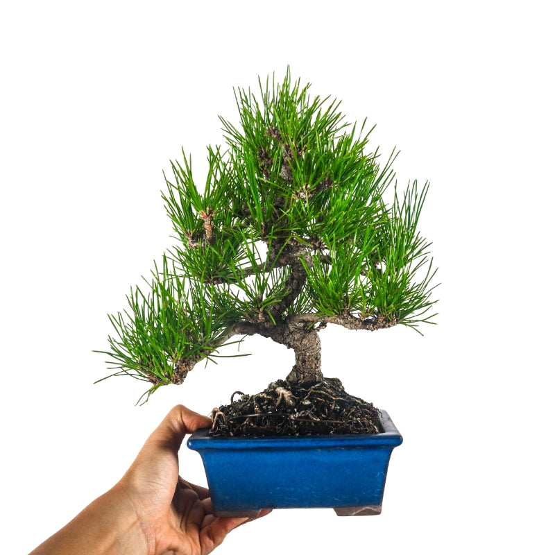 Japanese Black Pine Kuromatsu 日本黑松