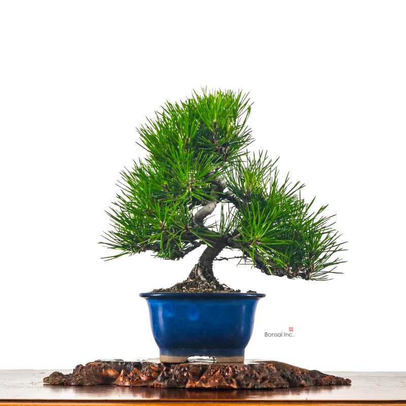 Japanese Pine
