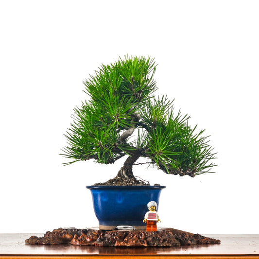 Japanese Black Pine Kuromatsu 日本黑松