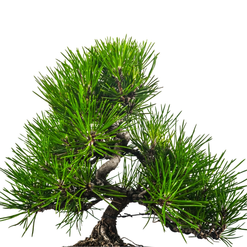 Japanese Black Pine Kuromatsu 日本黑松