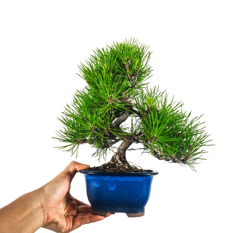 Japanese Black Pine Kuromatsu 日本黑松