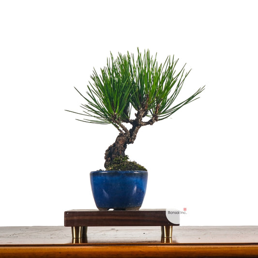 Japanese Black Pine Kuromatsu 日本黑松