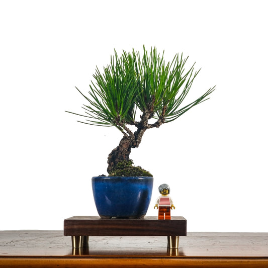 Japanese Black Pine Kuromatsu 日本黑松