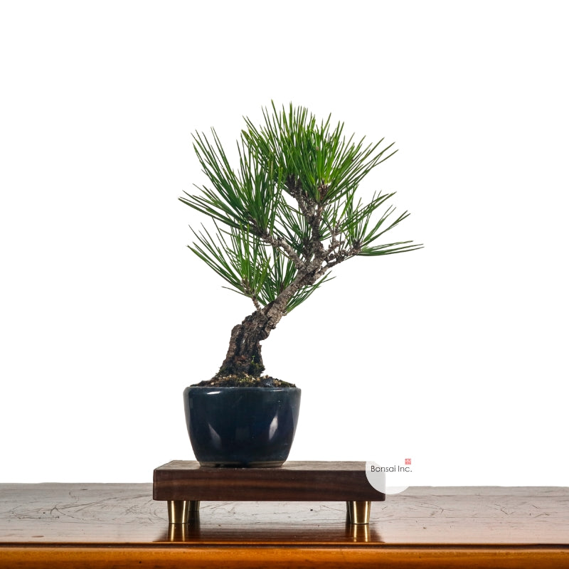 Japanese Pine