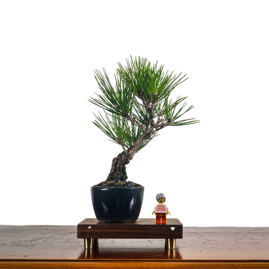Japanese Black Pine Kuromatsu 日本黑松