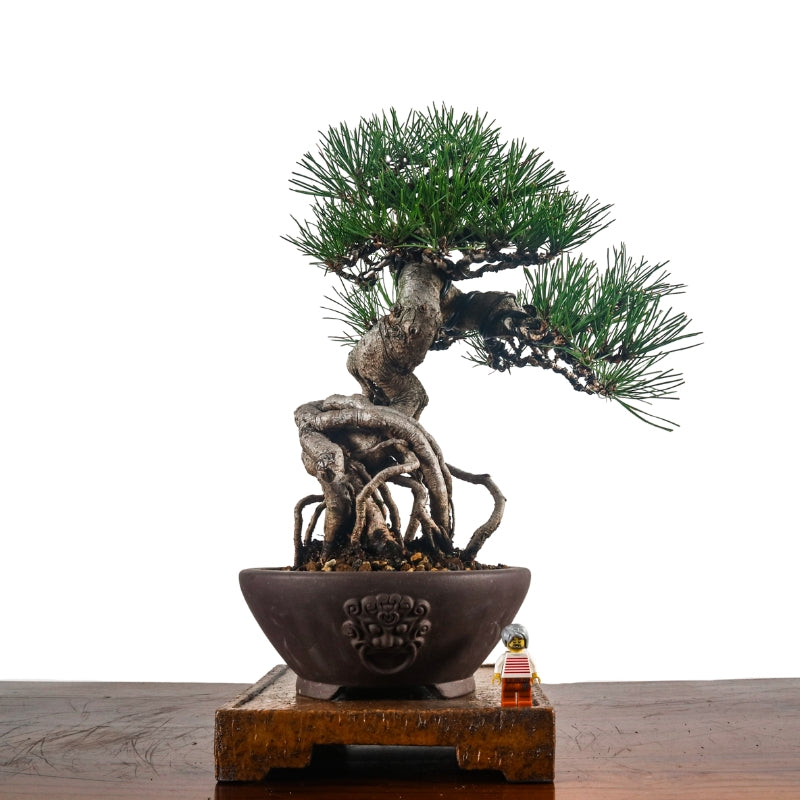 Japanese Black Pine Kuromatsu 日本黑松