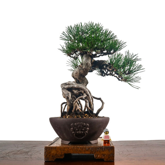 Japanese Black Pine Kuromatsu 日本黑松