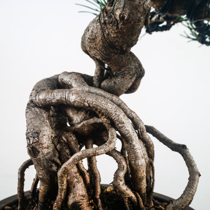 Japanese Black Pine Kuromatsu 日本黑松