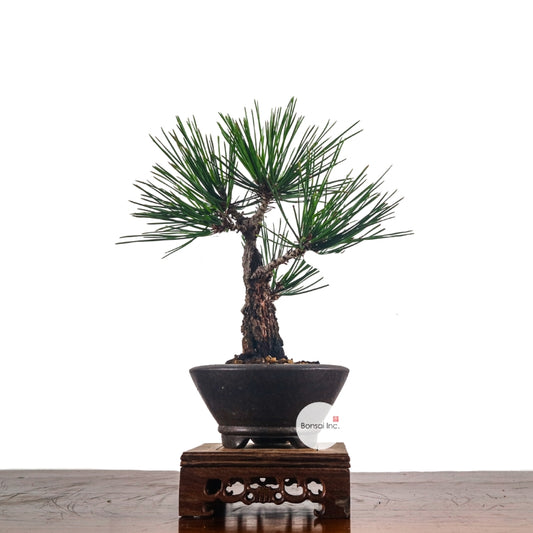 Japanese Black Pine Kuromatsu 日本黑松