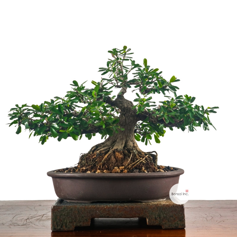 Bluebell Bonsai 凌衫