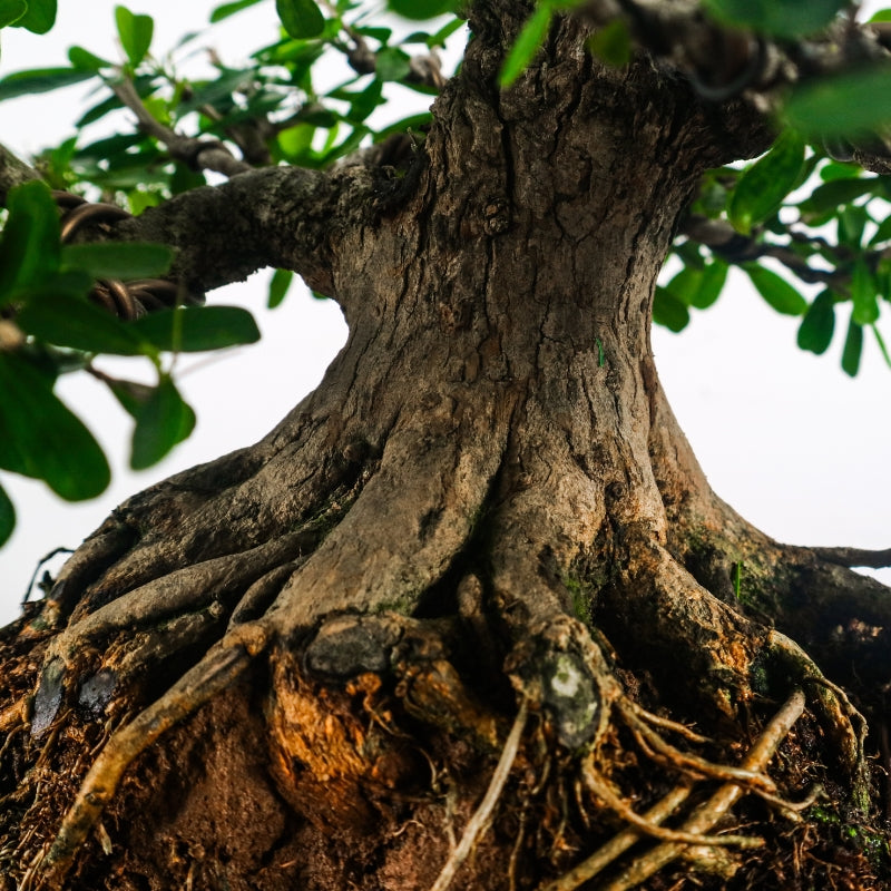 Bluebell Bonsai 凌衫