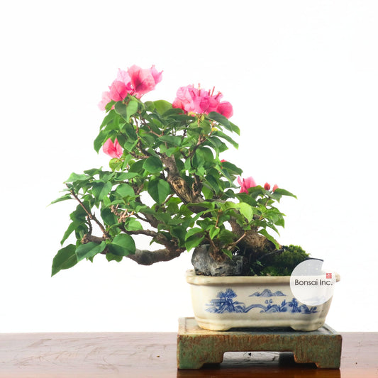 Taiwanese Bougainvillea Bonsai 台湾九重葛