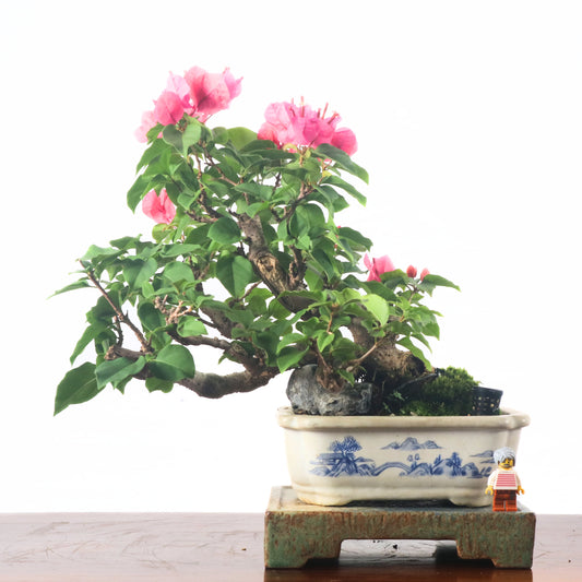 Taiwanese Bougainvillea Bonsai 台湾九重葛