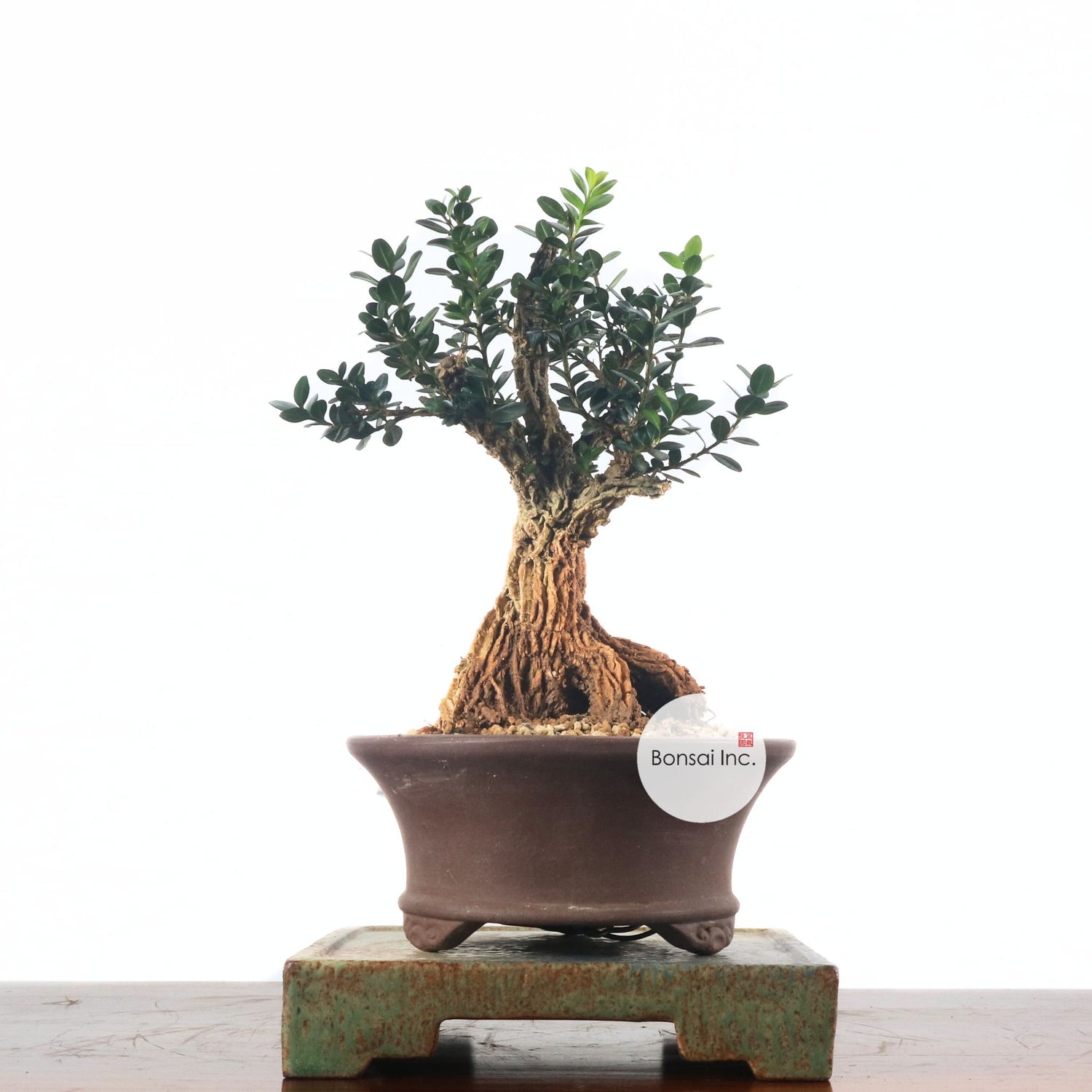 Shohin (Medium) Bonsai