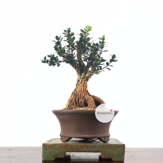 Black Pearl Buxus Bonsai 龙鳞黑珍珠黄杨