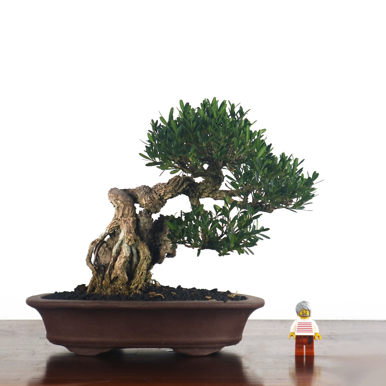 Products – Page 2 – bonsai-inc