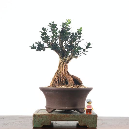 Black Pearl Buxus Bonsai 龙鳞黑珍珠黄杨