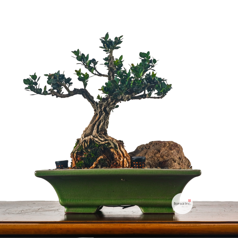 Buxus Harlandii Bonsai 黄杨