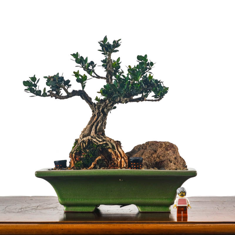 Buxus Harlandii Bonsai 黄杨