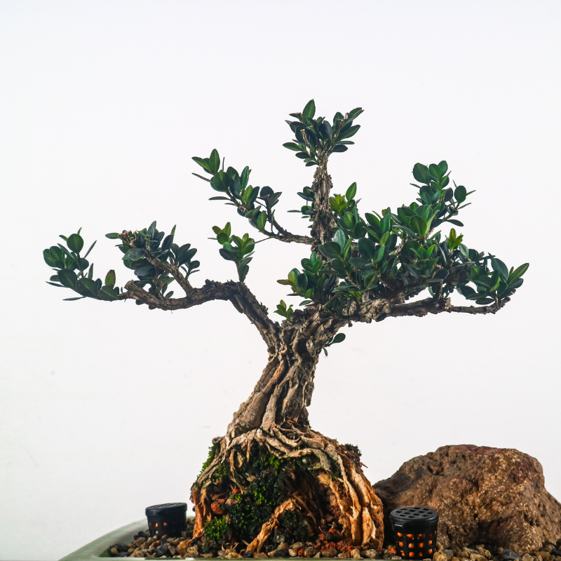 Buxus Harlandii Bonsai 黄杨