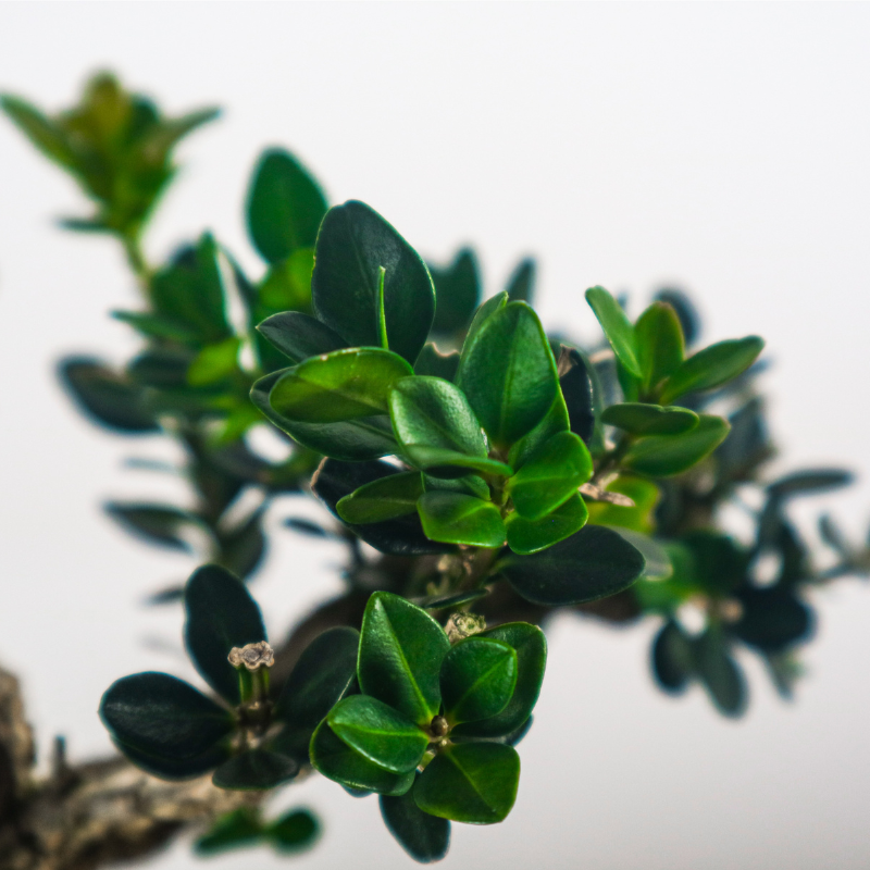 Buxus Harlandii Bonsai 黄杨