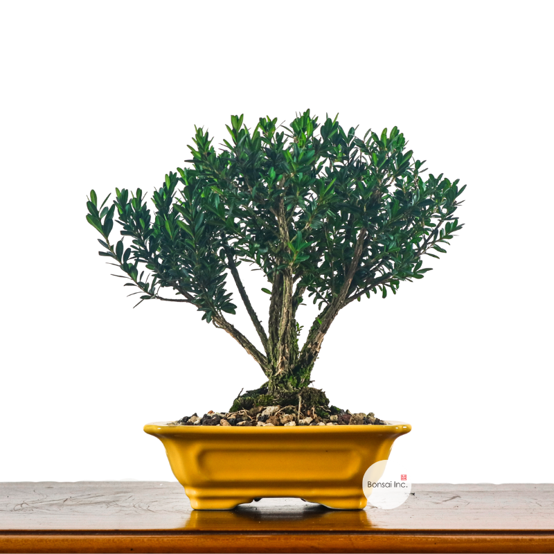 Buxus Harlandii Bonsai 黄杨