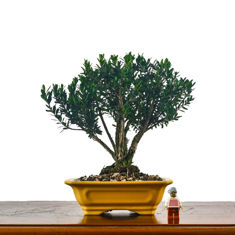 Buxus Harlandii Bonsai 黄杨